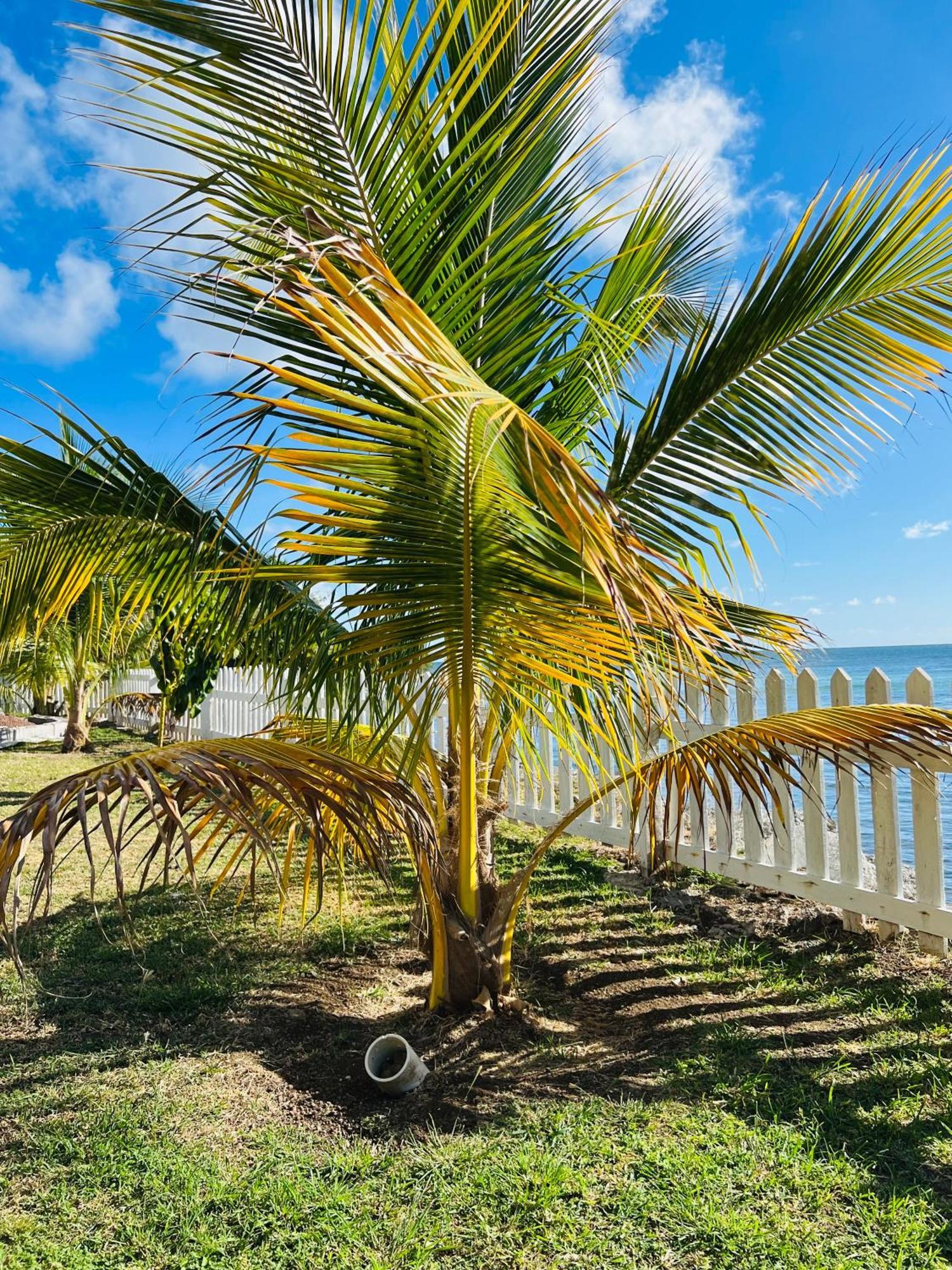 Sealavie Apartments - Grenada St. George's Экстерьер фото
